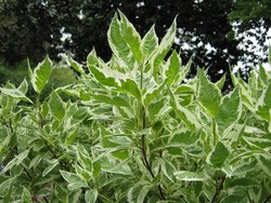 Cornus Alba Elegentissma — photo 2